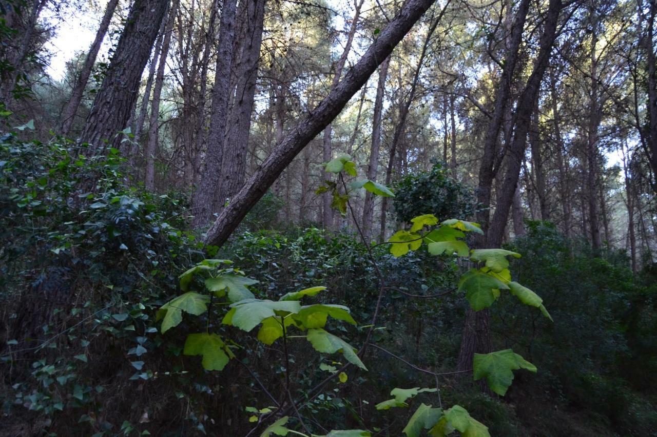 La Coveta Rural *